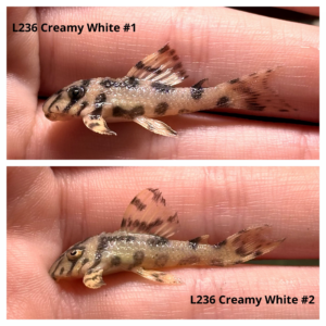 L236 CREAMY WHITE "GRADE A" (Hypancistrus sp.)