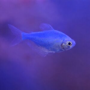 Cosmic Blue Glo-Tetra (True Glo-Fish)