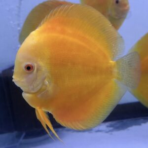 Lemon Yellow Diamond<br >