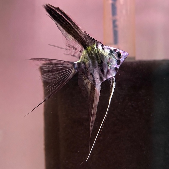 Philipine Blue Marble Veil Tail Angelfish