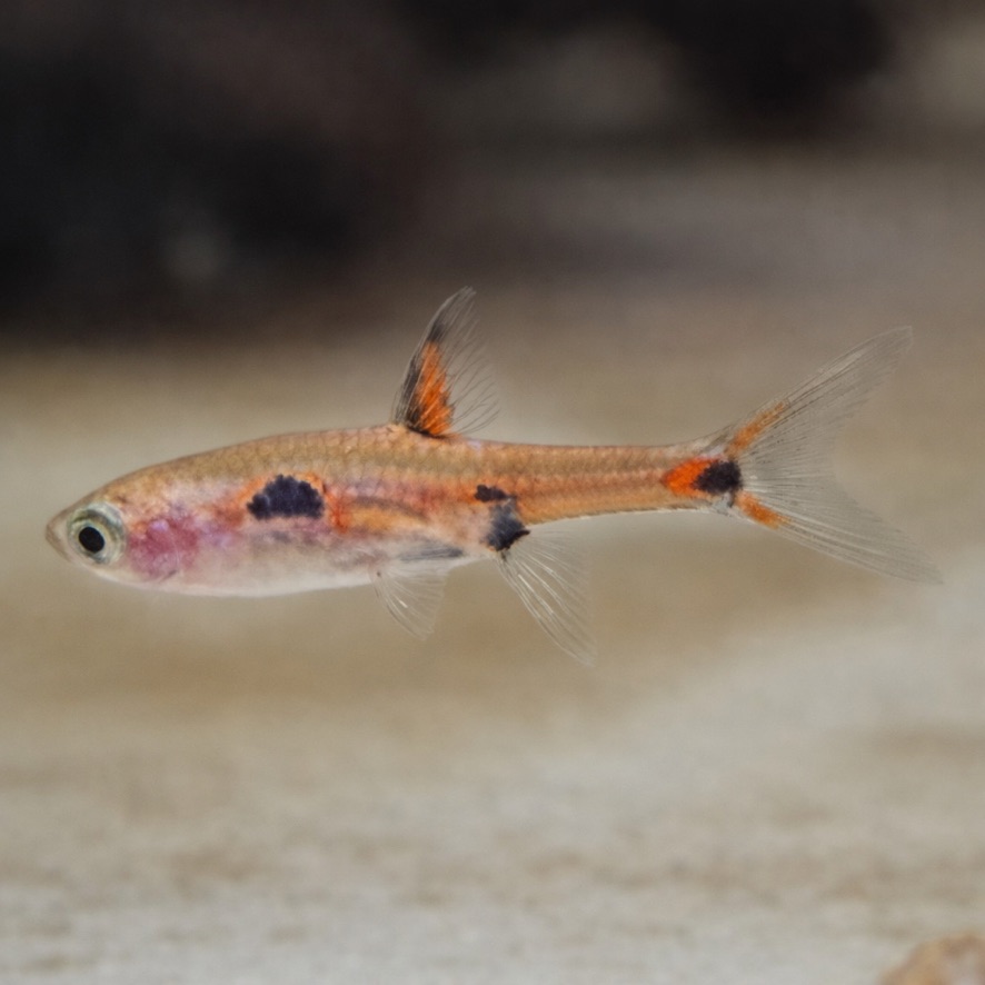 Spotted Rasbora (Rasbora maculata)