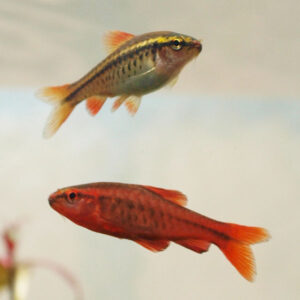Cherry Barb<br >