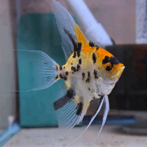 Koi Angelfish<br >