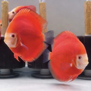 Super Red Diamond<br >