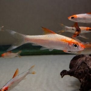 Gold Roseline Shark (Puntius denisonii ‘Gold’)<br >