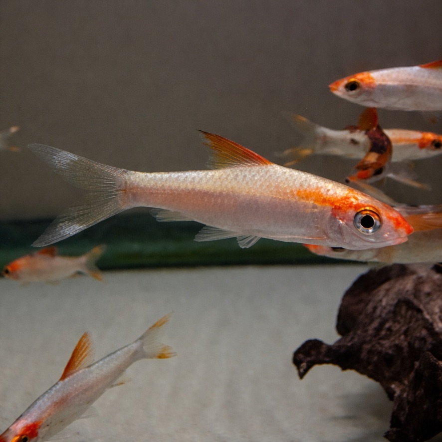 Gold Roseline Shark (Puntius denisonii ‘Gold’)<br >