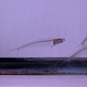 Glass Catfish (Kryptopterus vitreolus)