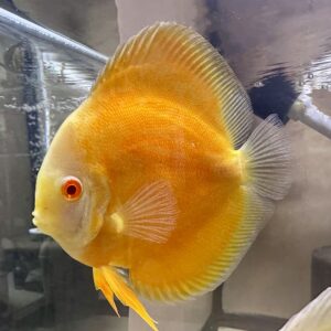 Albino Sunshine Gold