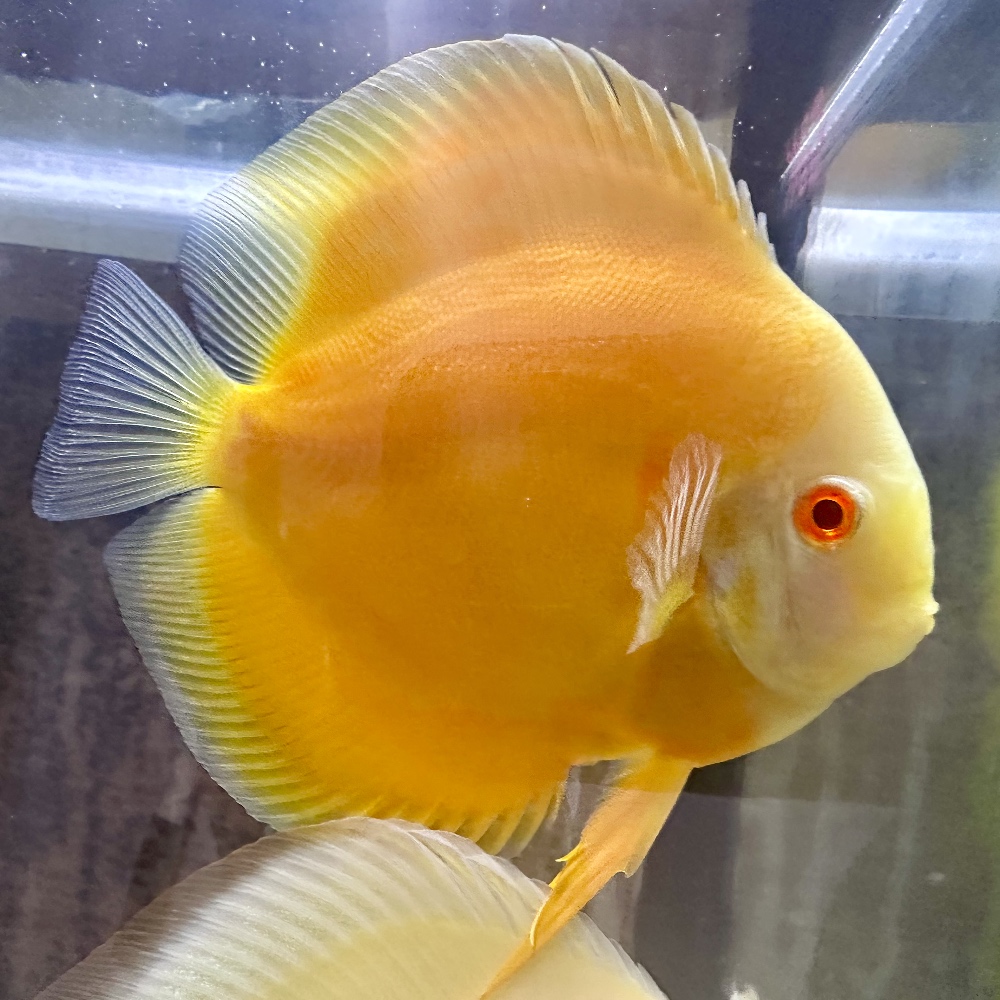 Albino Sunshine Gold - Image 2