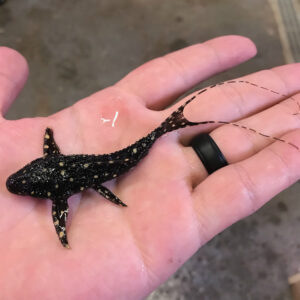 Adonis Spotted Pleco (Acanthicus adonis) <br >
