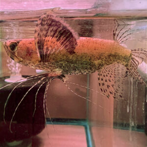 African Butterfly Fish (Pantodon buchholzi)