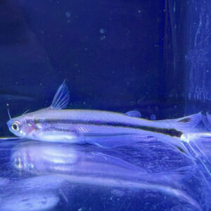 African Glass Catfish (Pareutropius debauwi)<BR >CURRENTLY UNAVAILABLE