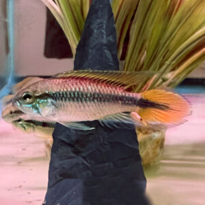 Agassizi Dwarf Cichlid (Apistogramma CF. Agassizii)