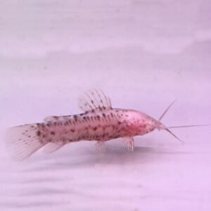 Albino Hoplo Catfish (Hoplosternum thoracatum)