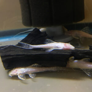 Albino Adonis Pleco
