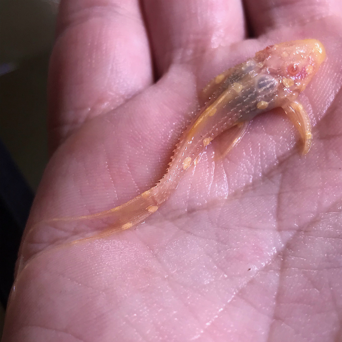 Albino Adonis Pleco (Acanthicus adonis albino)<br >Currently Unavailable Pleco - Image 2