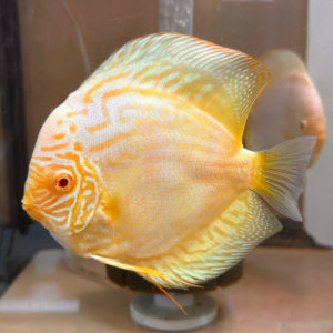 Albino Apricot Rainbow