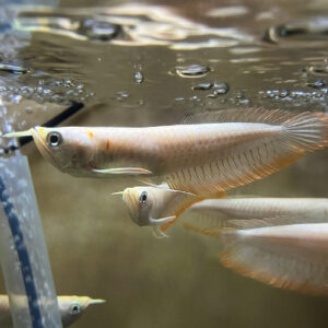 Albino Arowana (Osteoglossum bicirrhosum)<Br >