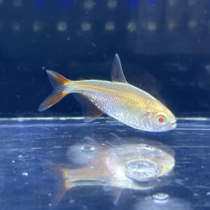 Albino Buenos Aires Tetra