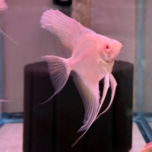 Albino Pure Black Angelfish