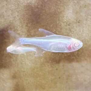 Albino Black Neon Tetra