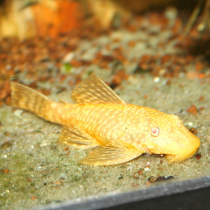 Albino Bushy Nose Pleco (8 pack)