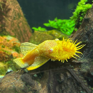 Albino Bushy Nose Pleco (Ancistrus cf. cirrhosus albino)<br >