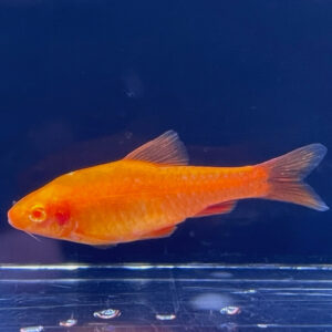 Albino Cherry Barb