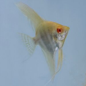 Albino Gold Angelfish