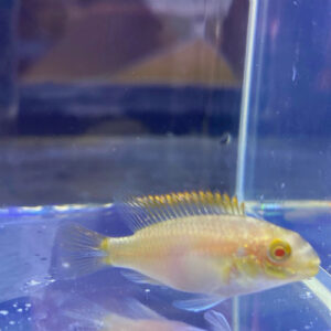 Albino Gold Kribensis