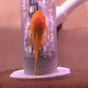 Albino Green Dragon Ancistrus Pleco