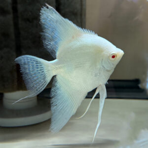 Albino Blue Pinoy Angelfish