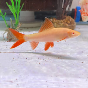 Albino Rainbow Shark <br >