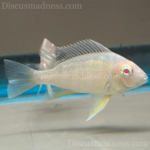Juvenile Albino Red Head Tapajos Geophagus