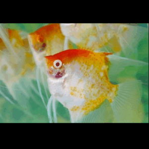 Albino Red Koi Blushing Cheek Angelfish