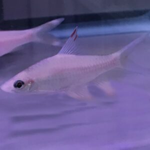 Albino Lipstick Roseline Shark (Puntius denisonii) <br >CURRENTLY UNAVAILABLE