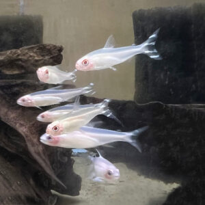 Albino Rummy Nose Tetra - Hemigrammus bleheri