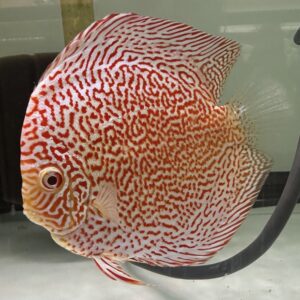 Albino Super Panthera Leopard