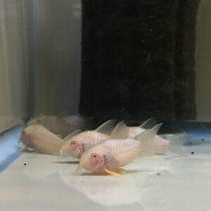 Albino Sterbai Cory