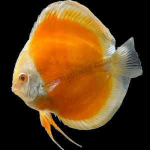 Albino Sunshine Gold