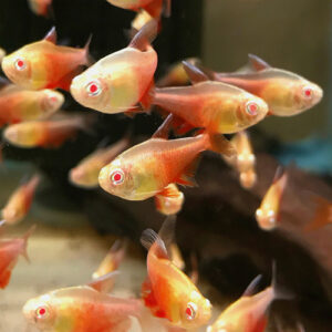 Albino Von Rio Tetra <br > CURRENTLY UNAVAILABLE
