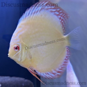 White Rabbit Albino Pink Iris<br >