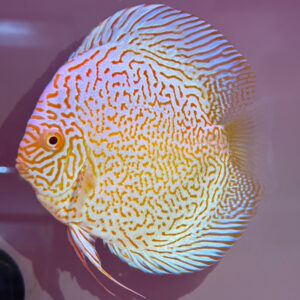 Albino Yellow Super Panthera Leopard<br >LIMITED