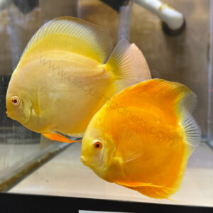 Albino Sunshine Gold Proven Breeding Pair