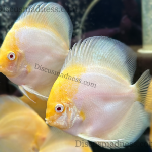Albino Yellow Crown
