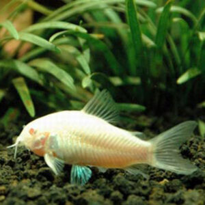 Albino Cory Aeneus<br >