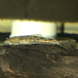 Alligator Hillstream Loach (Green Lizard Loach)<br >Currently Unavailable