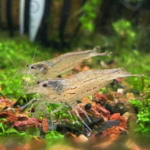 Amano Shrimp