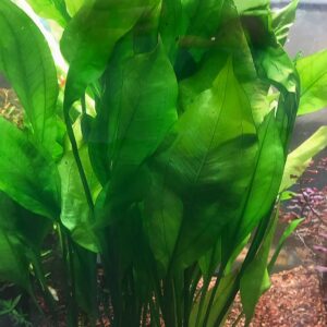 Amazon Sword (Echinodorus Bleheri) Mother Plant