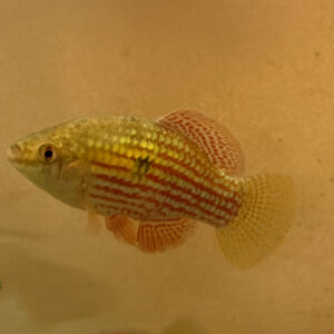 American Flag Fish (Jordanella floridae)